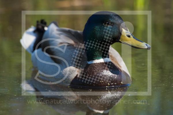 Mallard Drake