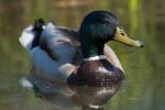 Mallard Drake