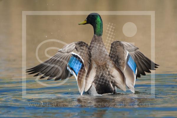 Mallard Drake Flapping