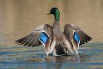 Mallard Drake Flapping