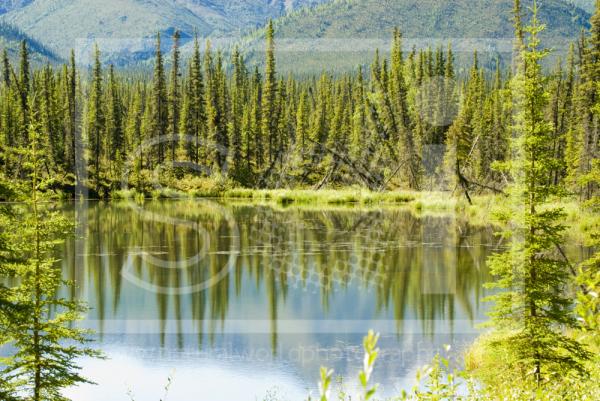 Boreal Forest Reflection