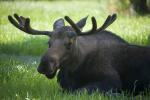 Moose