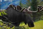 Bull Moose