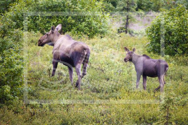 Moose Cow and Calf