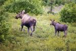 Moose Cow and Calf