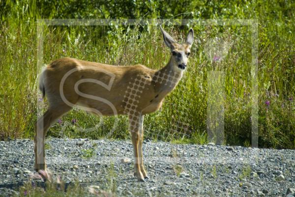 Mule Deer Doe