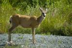 Mule Deer Doe