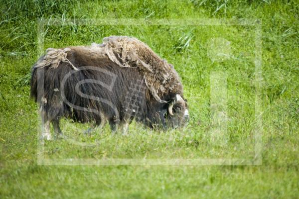 Musk Ox