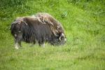 Musk Ox