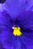 Pansy