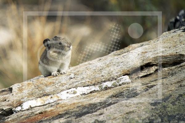 Pika