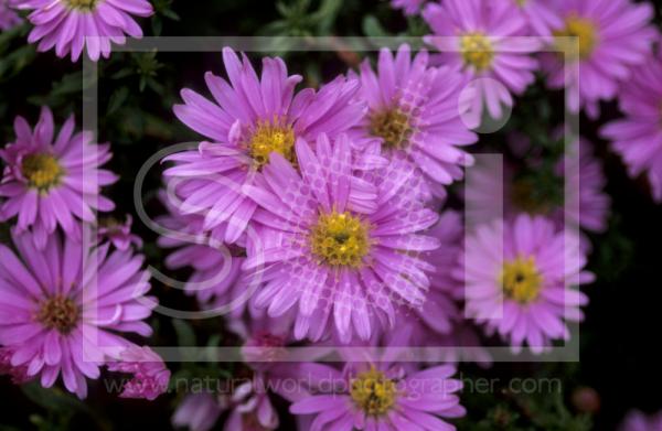 Michaelmas Daisies