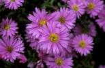 Michaelmas Daisies