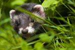 Polecat