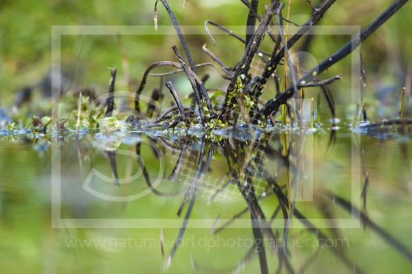 Pond Weed
