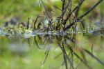 Pond Weed