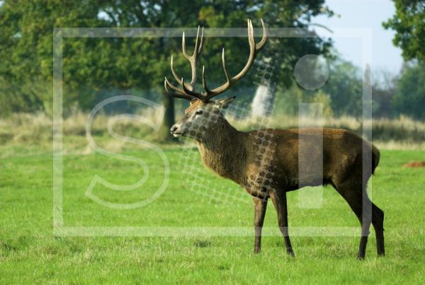 Red Deer Stag