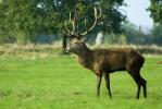 Red Deer Stag