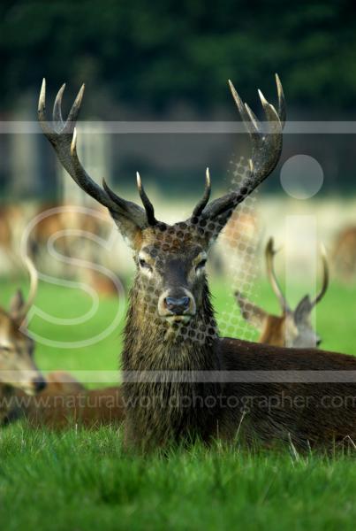 Red Deer Stag Resting