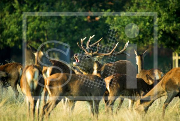 Red Deer Herd