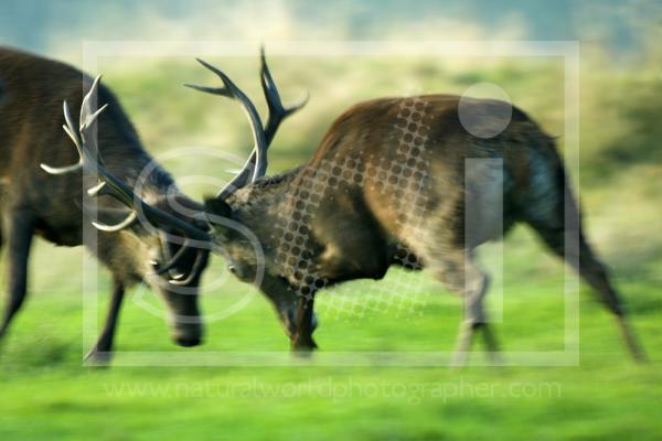 Red Deer Fighting