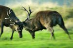 Red Deer Fighting