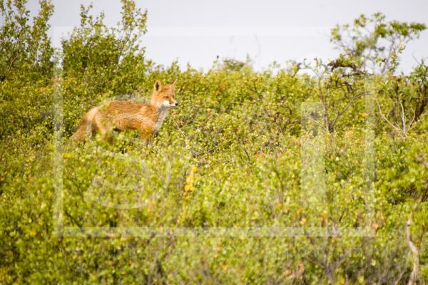 Red Fox in the Tundra