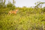 Red Fox in the Tundra