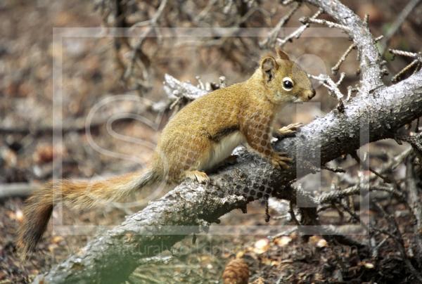 Red Squirrel