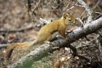 Red Squirrel