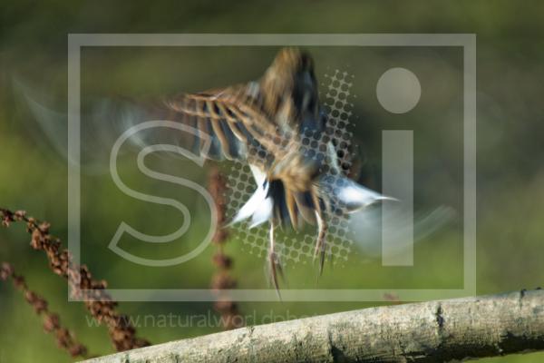 Reed Bunting Taking Off