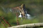 Reed Bunting Taking Off