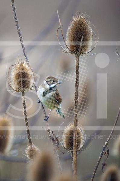 Reed Bunting