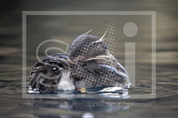 Rhinocerous Auklet