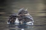 Rhinocerous Auklet