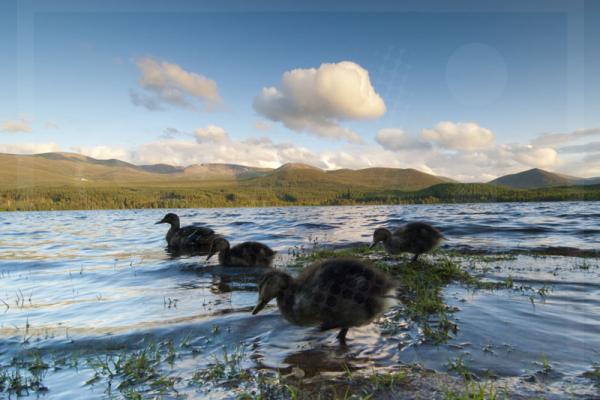 Mallard Family