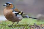 Chaffinch Portrait