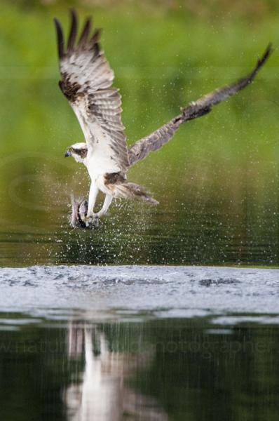 Osprey fishing