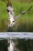 Osprey fishing