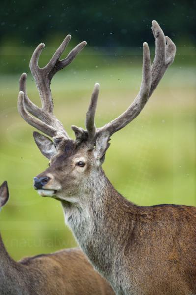 Red Deer stag in velvet