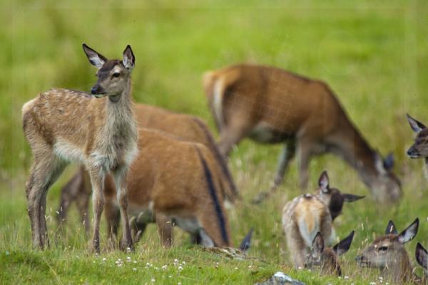 Red Deer family