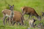 Red Deer family