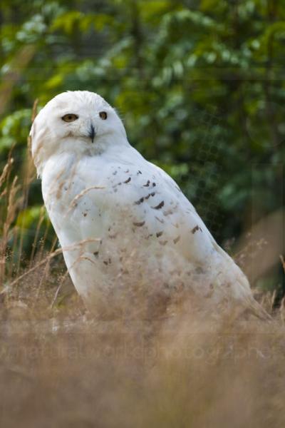 Snowy Owl