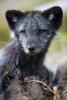 Arctic Fox