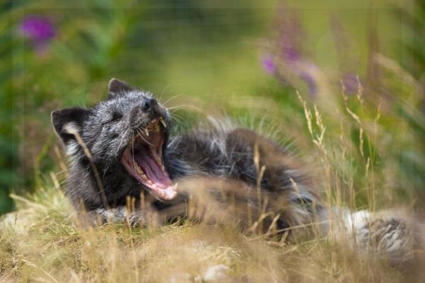 Arctic Fox Yawning