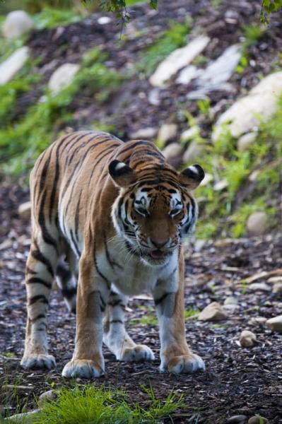 Amur Tiger