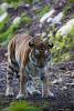 Amur Tiger