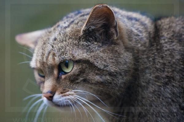 Scottish Wildcat portrait