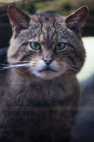 Scottish Wildcat