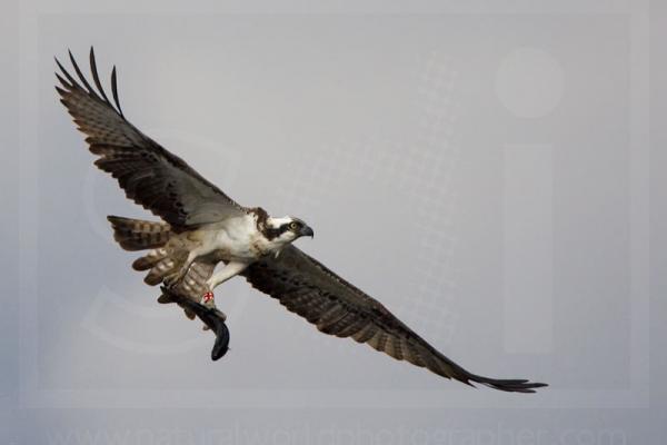 Osprey with Trout